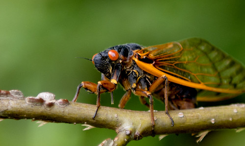 Rockville Cicada 3 | Brood 11 Cicada Pictures | tvnewsbadge | Flickr
