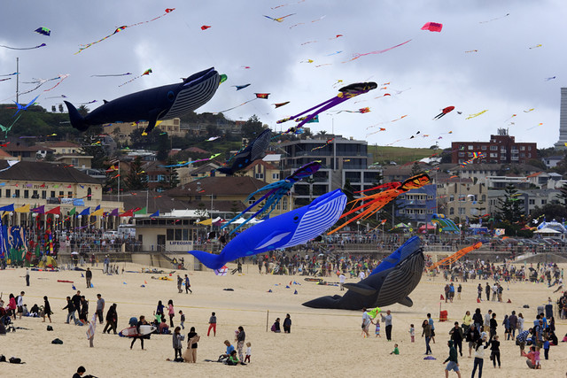 riot of kites