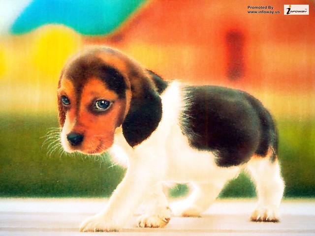 beagle puppy wallpaper  customity