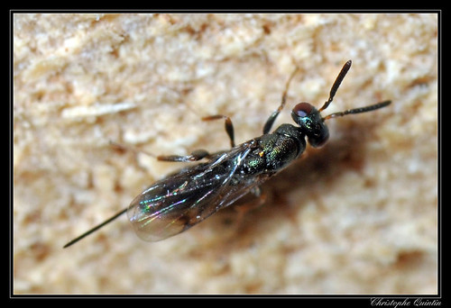 Hymenoptera/Torymidae