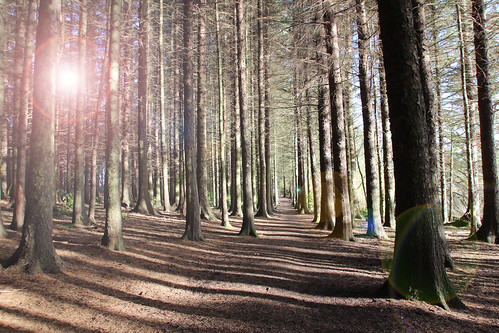 forest scotland woods shadows lensflare linlithgow explored beecraigspark