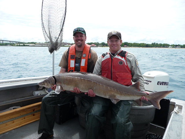 Fish biologists from the USFWS Alpena FWCO and Ontario Ministry of Natural Resources holding a lake sturgeon captured in Southern Lake Huron