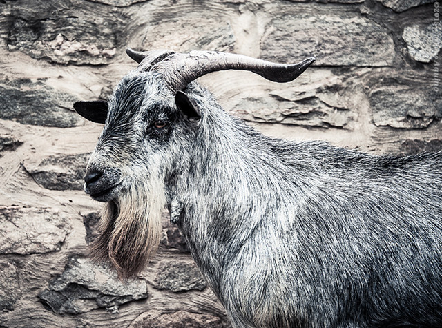 2015.0040 - Blue goat // Cabra Azul