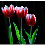 IMG_2546 Tulip