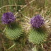 Flickr photo 'bull thistle, Cirsium vulgare' by: Jim Morefield.