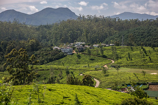 Sri Lanka. Nuwara Eliya.