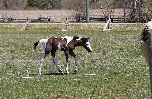 life horse baby ontario canada nature hair mammal farm live wildlife tail caps young humour canadian cap hoof mane capricorn foal hooves cardenalvar