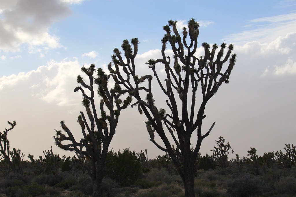 Teutonia Peak Trail