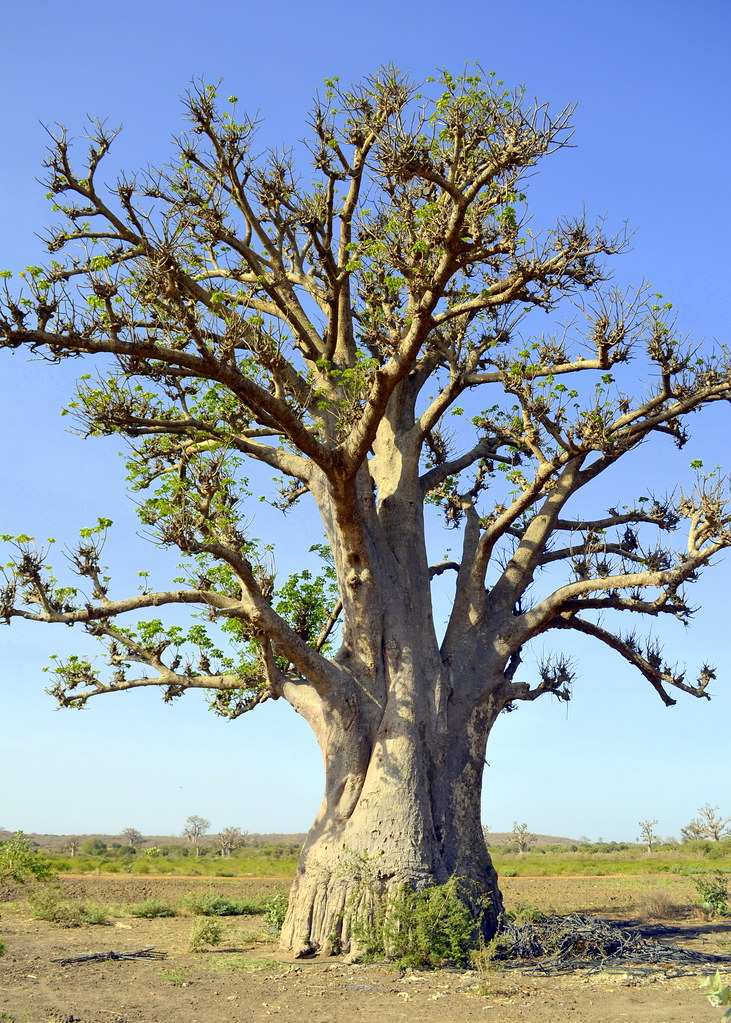 Baobab Tree, Senegal | Blog post: perennialpastimes.com/2013… | Flickr