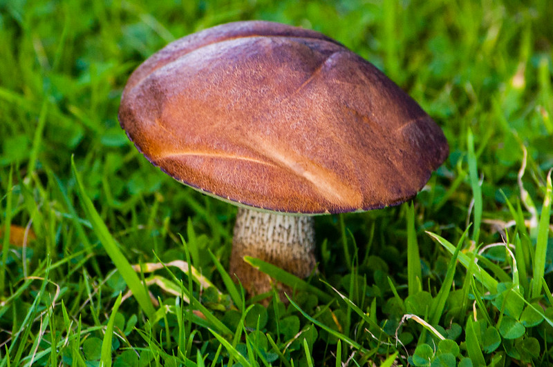 Brown birch bolete