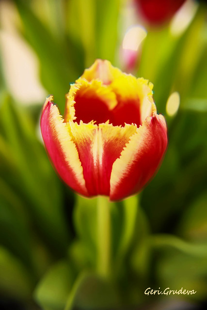 Another lovely tulip