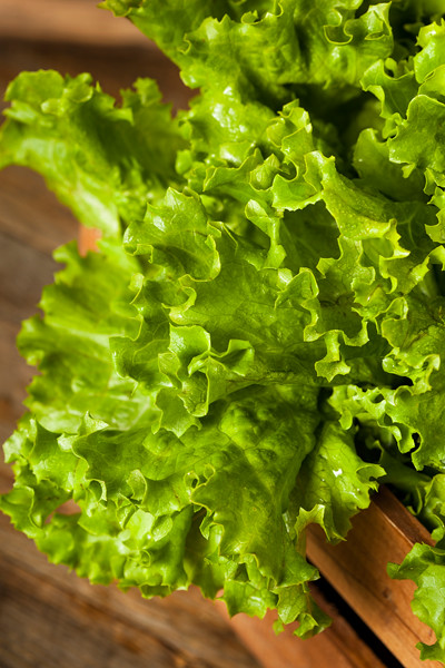 Fresh Healthy Organic Green Leaf Lettuce