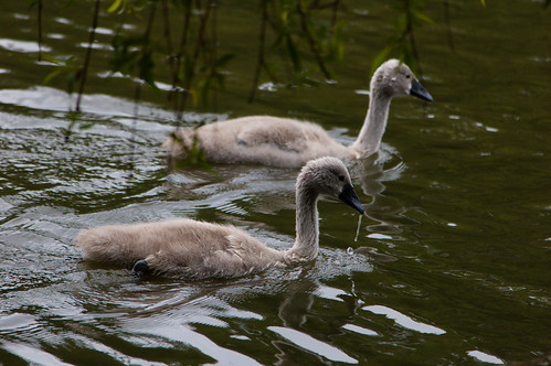 Cygnets swimming, overhanging willow above