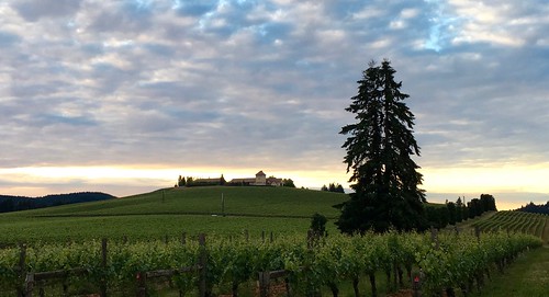 sunset oregon vineyard winery kingestate