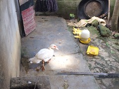 Poultry in Vietnam