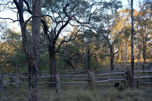 trees landscape shadows australia queensland enclosure lateafternoon sequeensland historicstructures rathdowney timberstructure loganvalley cattleyards