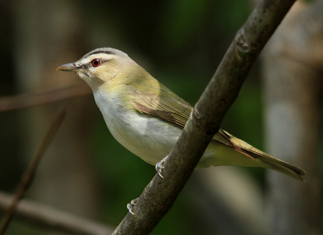 Fall Migration red eyed vireo