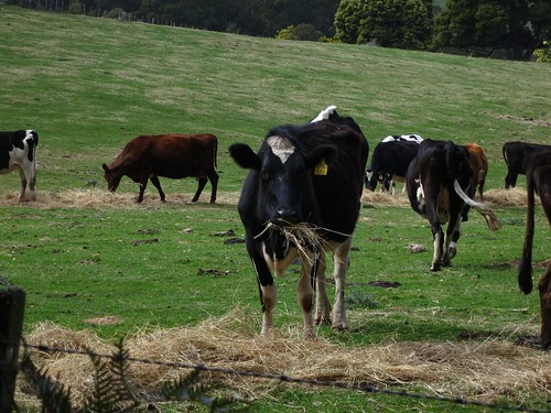 cattle farm livestock