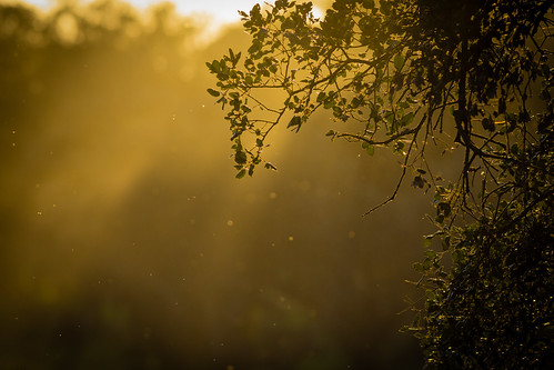light sunset portugal landscape bush telephoto santarém mosquitos benavente samoracorreia 420mm ef300mmf4 canoneos5dmarkiii 5d3 santarémdistrict lightroom5 herdadedepancas ilobsterit bateorelha