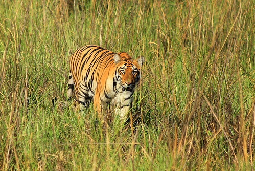 Predator | by pareshpisipati
