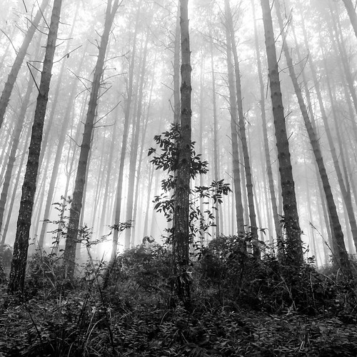 africa trees blackandwhite bw plants nature monochrome weather fog clouds forest woods malawi 24mm zomba strobist southernregion kuchawe 12power