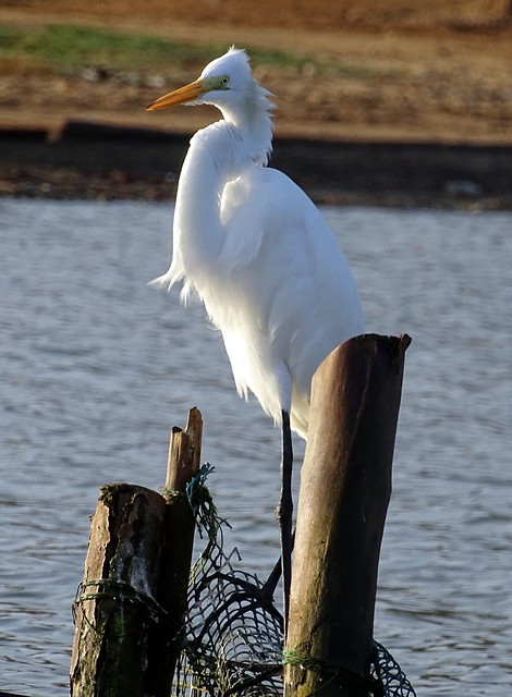 Garza Blanca Real [Great Egret] (Ardea alba)