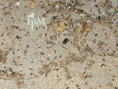 Photo of a dirty floor with American cockroach droppings with other debris,, and a large brown oblong structure at the center of the image.