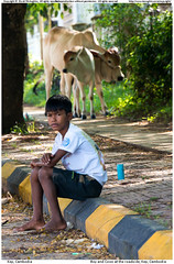 Boy and Cows at the roadside, Kep, Cambodia by David McA Photographs