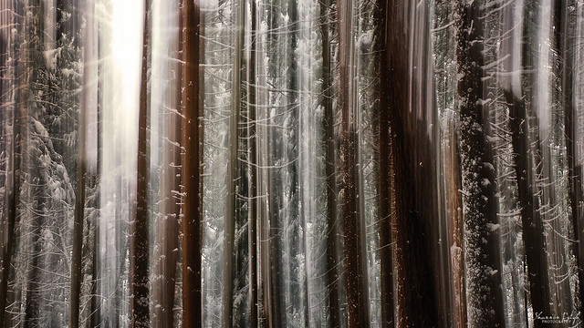 snowy tree abstract