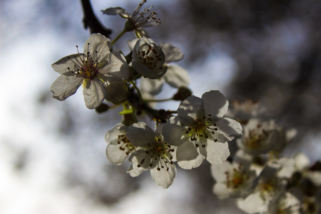 Japan — Honeymoon Special — Japan — Cherry Blossom Trail