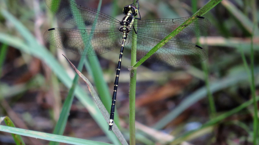 Yellow-tipped Tigertail flank