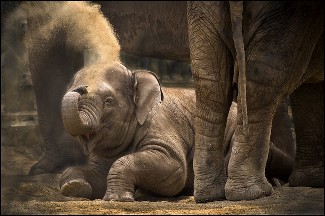 Twycross Baby Elephant 2