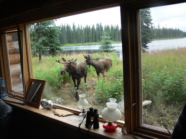 Young moose in velvet