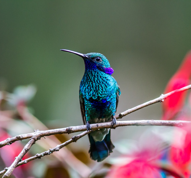 Sparkling Violetear hummingbird. Colibrí Chillón.