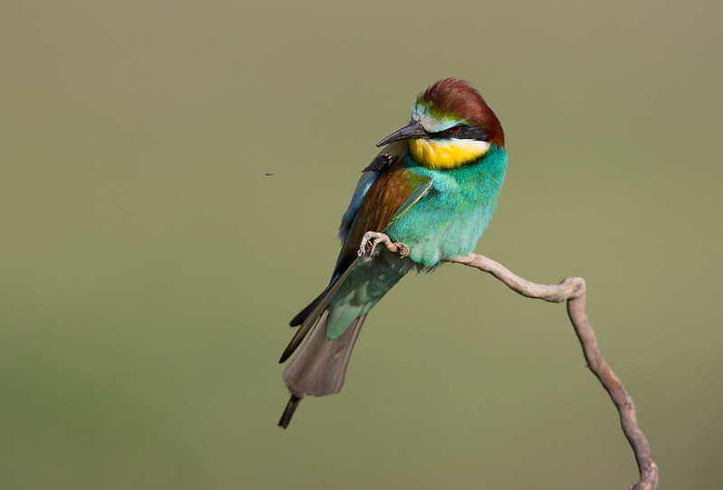 Bee-eater watching insect go by