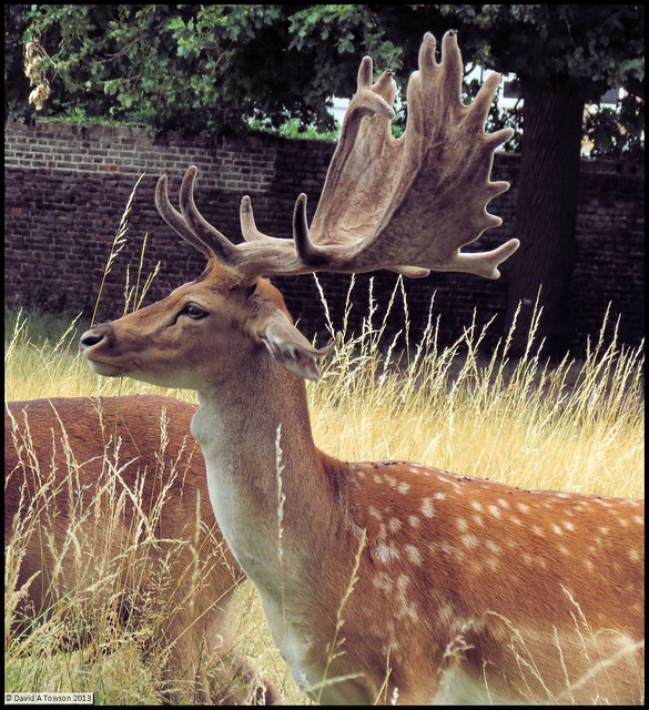 Fallow Deer - Bushy Park Teddington