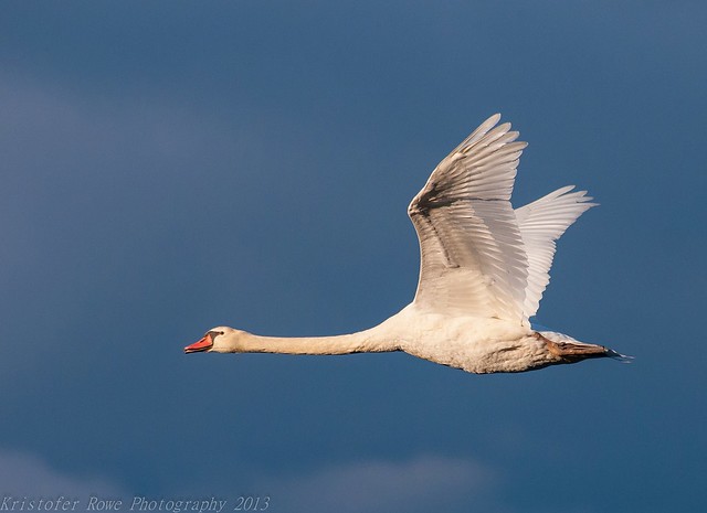 Swan in flight 2
