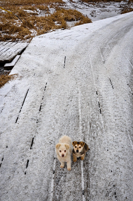 Tiny Kipnuk Puppies on Boardwalks