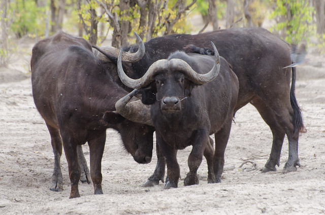 Kaffernbüffel / Cape Buffalos