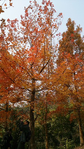 Maples | by Little man sees...