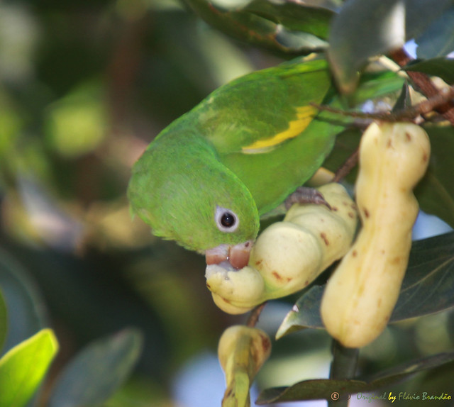 Série com o Tuim-de-Asa-Amarela, Periquito ou Maritaca (Brotogeris chiriri chiriri) - Series with the Yellow-chevroned Parakeet - 09-02-2014 - IMG_9322