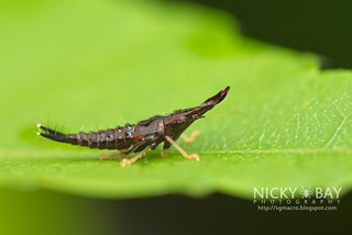 Leafhopper nymph (Hylicinae) - DSC_8614