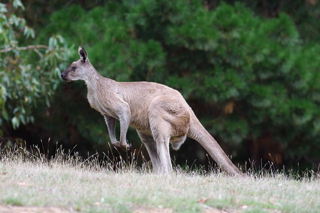 Western grey kangaroo, Deep Creek Conservation Park, Australia