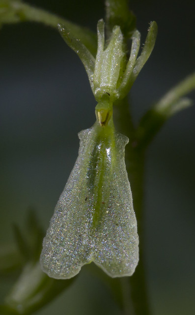 Neottia (Listera) convallarioides