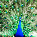 Peacock_Granada_Miguel Ortiz Casals