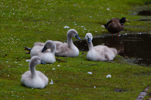 West Park cygnets resting by a puddle