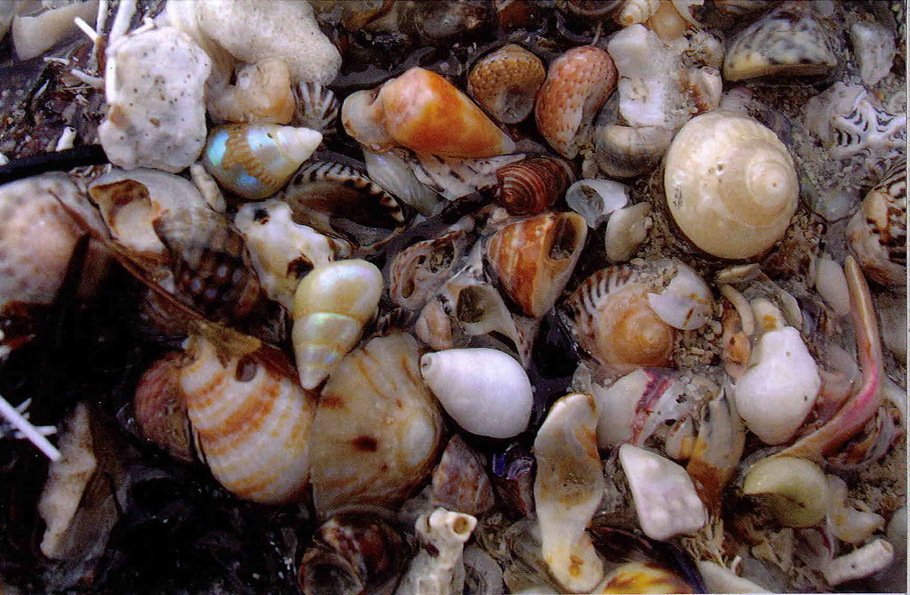 Shells Fishkill Flinders Island shells | Free Postcard: Flinders Island shel… | Flickr