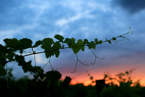 Sunset by Chateau Zegaani, Chateau Zegaanichateau шато შატო zegaani зегаани ზეგაანი