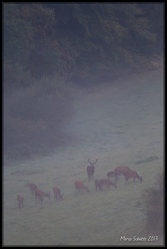 MS_20121001_0750 | by wildfotografie