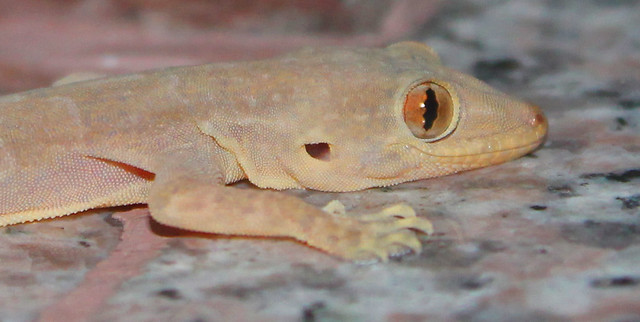 Gecko macro